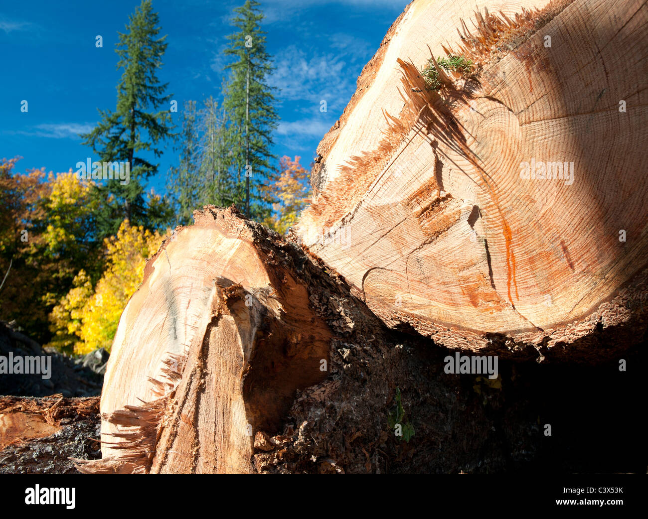 Pile of cut beams in forest Stock Photo