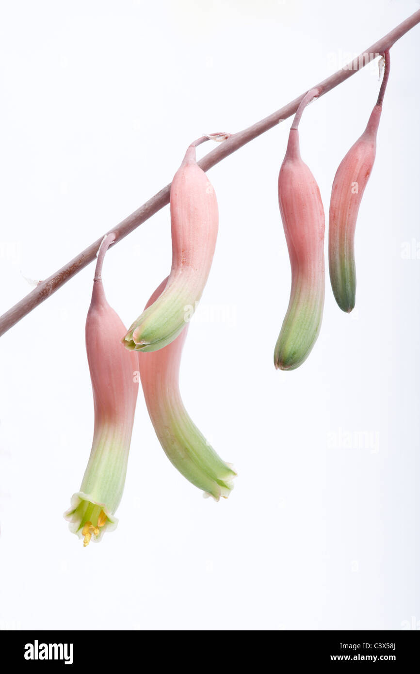 Flowers of Gasteria batesiana, a South African succulent Stock Photo