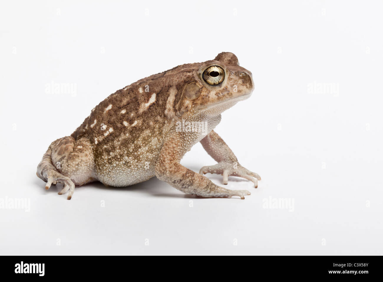 Square-marked toad, or African common toad, Amietophrynus regularis, formerly Bufo regularis, Africa. Stock Photo