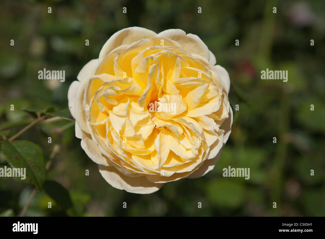 Rosa charlotte hi-res stock photography and images - Alamy