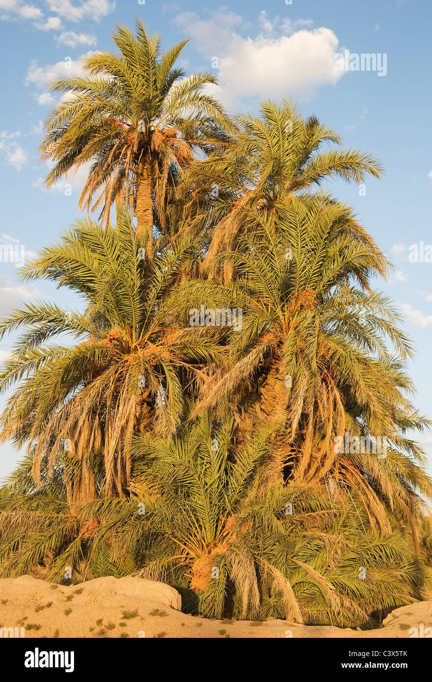Date Palms (Phoenix dactylifera) with dates in the palmeries around Rissani. Morocco. Stock Photo