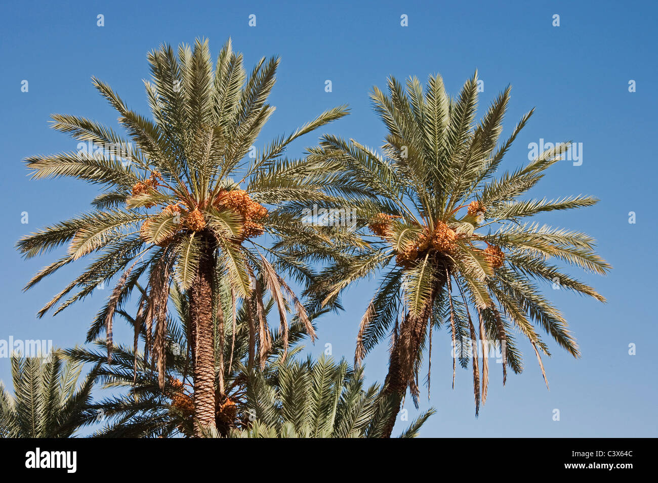 Date Palm (Phoenix dactylifera) with bunches of ripe dates ready to be harvested. Morocco. Stock Photo