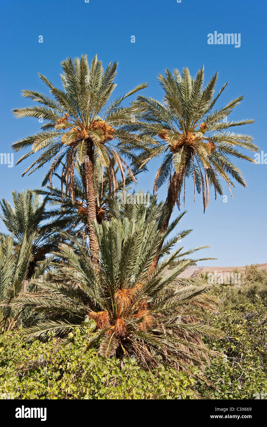 Date Palm (Phoenix dactylifera) with bunches of ripe dates ready to be harvested. Morocco. Stock Photo