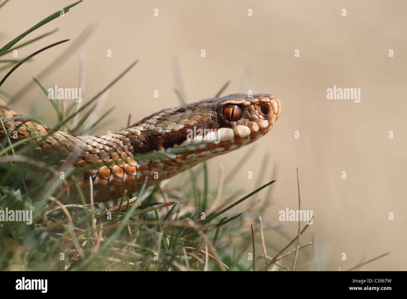 Adder snake Viper Vipera berus European Stock Photo