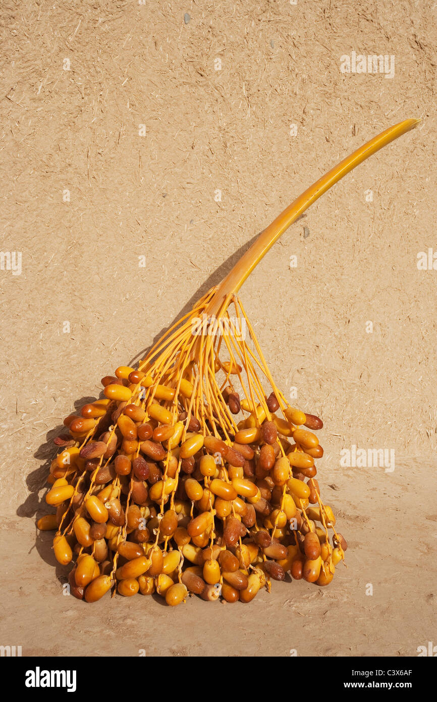 Date Palm (Phoenix dactylifera). A stalk with ripe dates during the