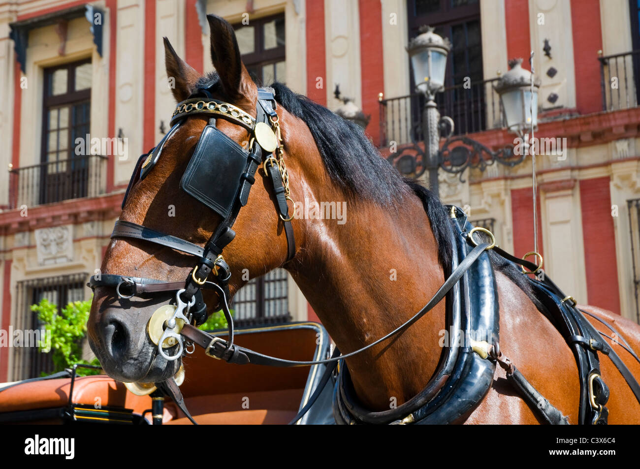 The head of a chestnut horse waiting in the midday sun to pull a tourist carriage. Seville, Spain.  Ears pricked up. Stock Photo
