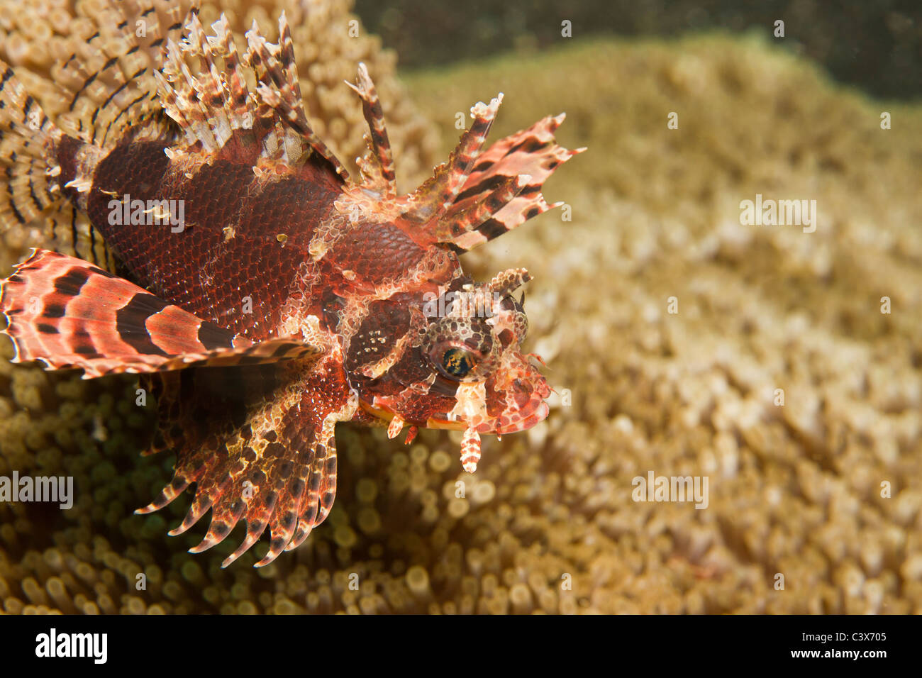 Shortfin lionfish in the Lembeh Straits Stock Photo
