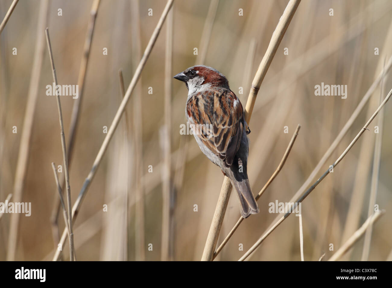 House Sparrow Passer domesticus Stock Photo