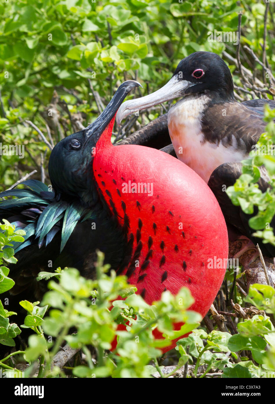 pair of Magnificent Frigatebirds (Fregata magnificens) in courtship ritual, Genovesa Tower Island , Galapagos Islands Ecuador Stock Photo