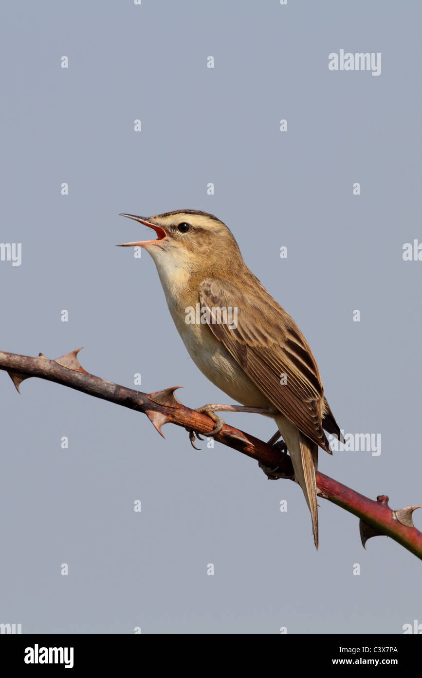 Sedge Warbler singing Acrocephalus schoenobaenus Stock Photo