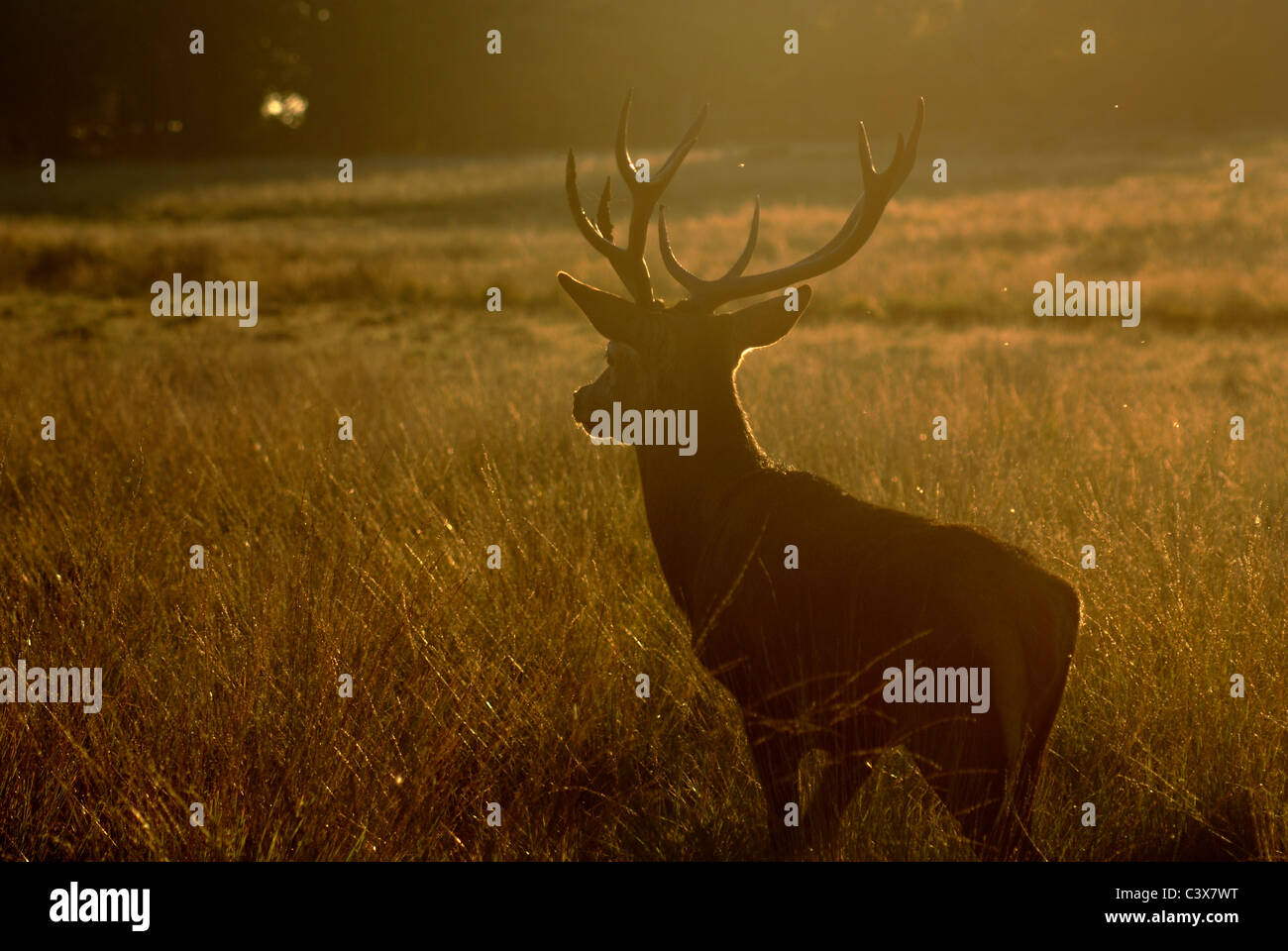 Deer at Richmond Park Stock Photo