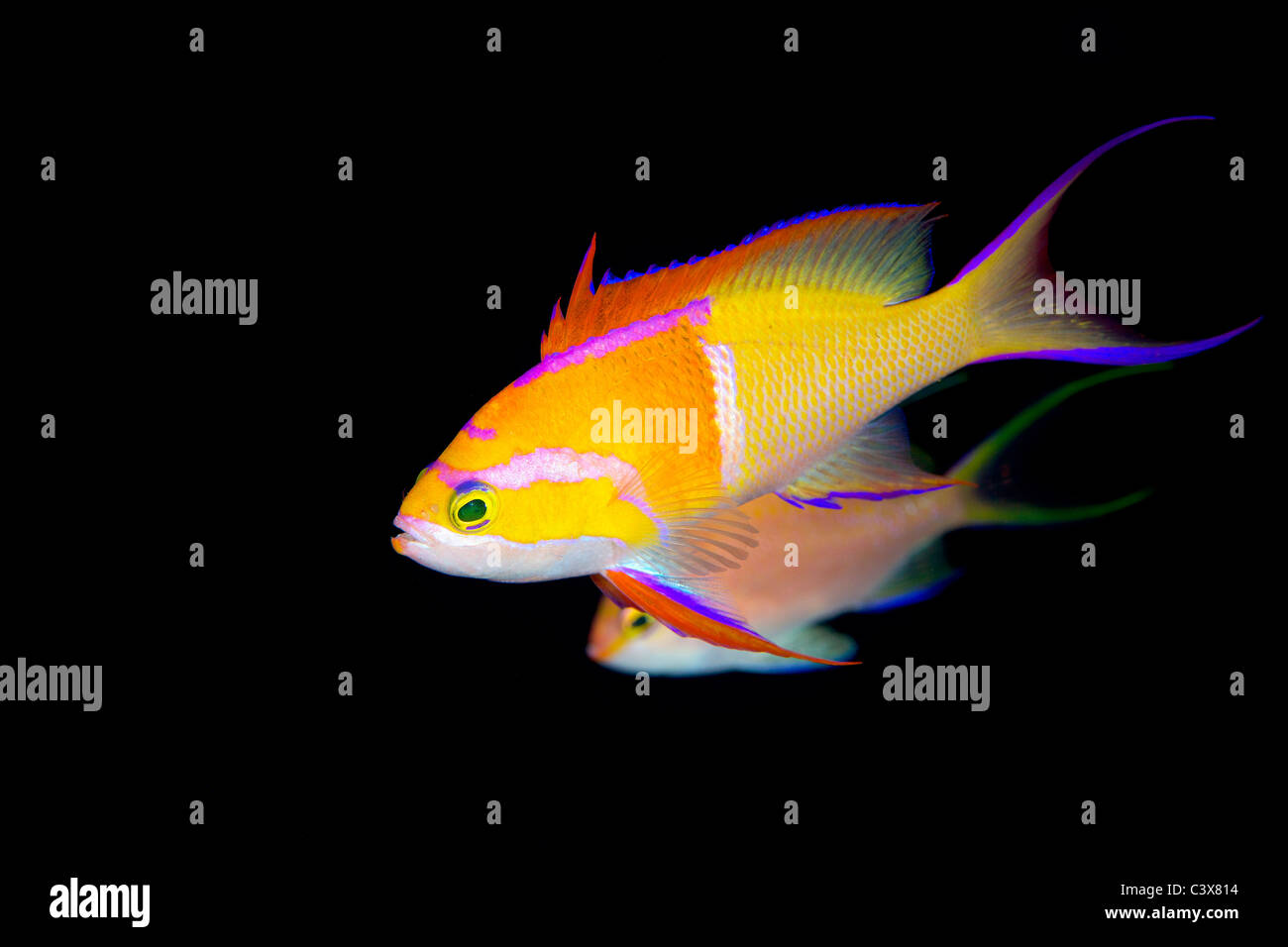 White Bar Anthias Stock Photo Alamy
