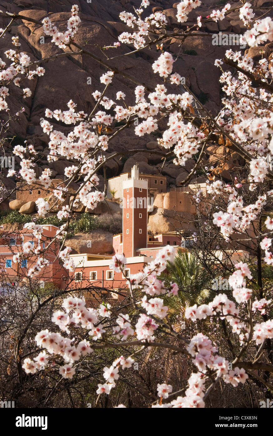 Almond tree (Prunus dulcis) in blossom against the background of a minaret Stock Photo