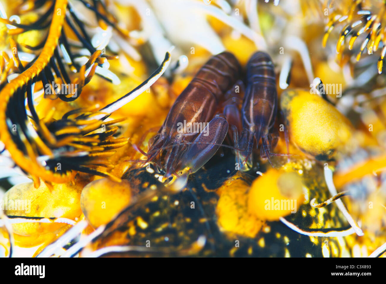 Snapping shrimp hires stock photography and images Alamy