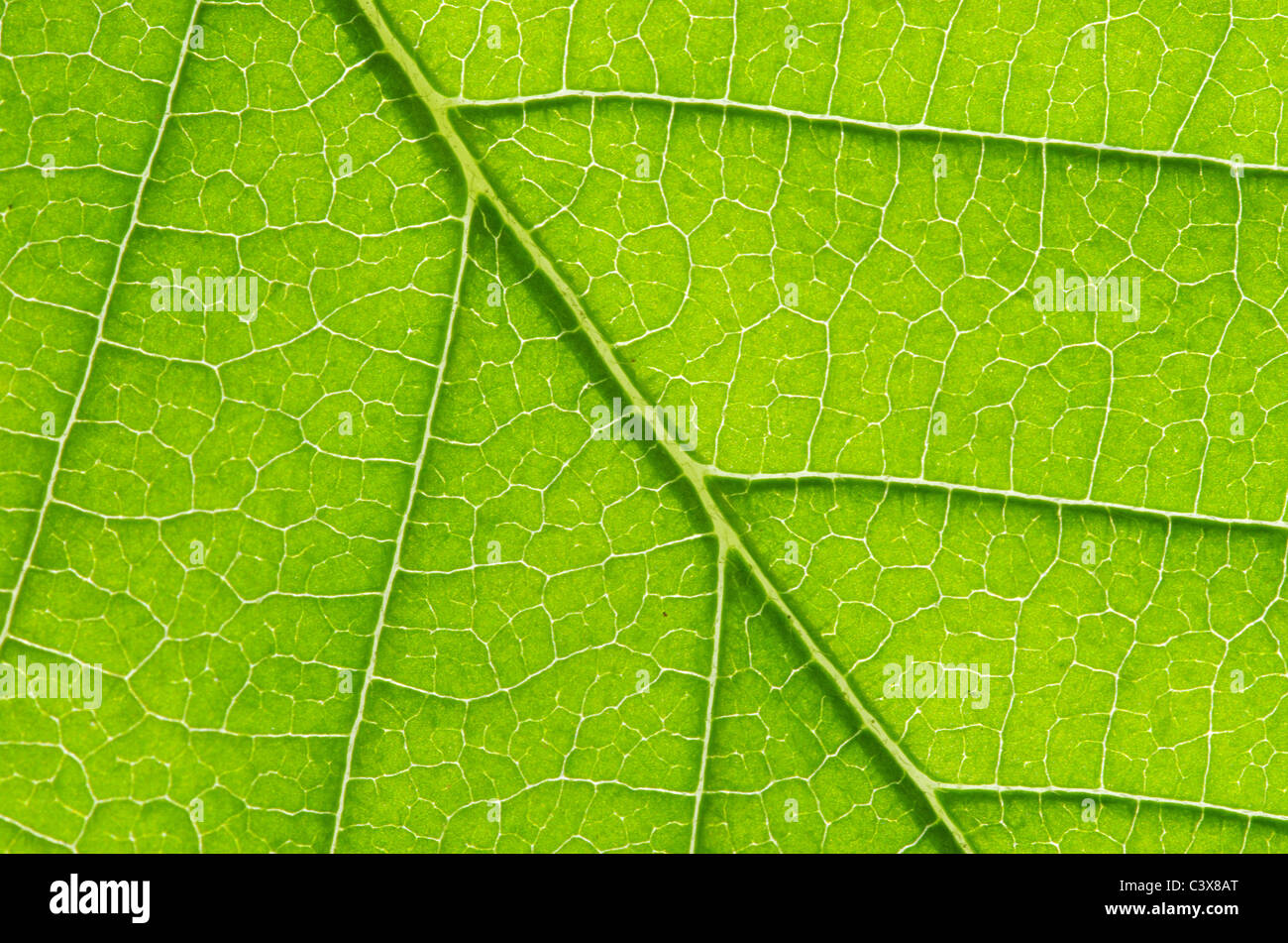 structure of leaf natural background Stock Photo