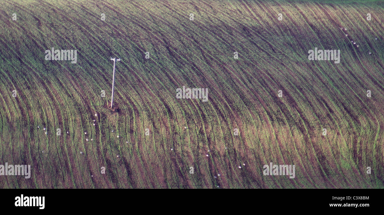 Seagulls and telegraph pole in ploughed field, Pembrokeshire, Wales