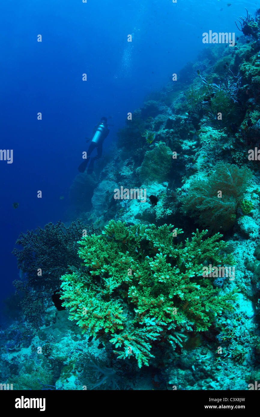 Scuba diver standing underwater hi-res stock photography and images - Alamy