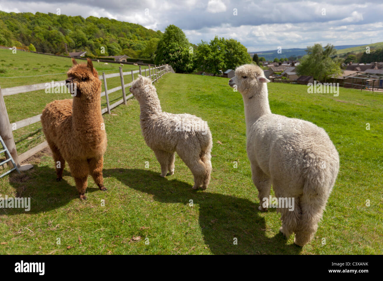 Alpacas Vicugna pacos on a farm at Eyam Derbyshire Peak District National Park England GB UK Europe Stock Photo