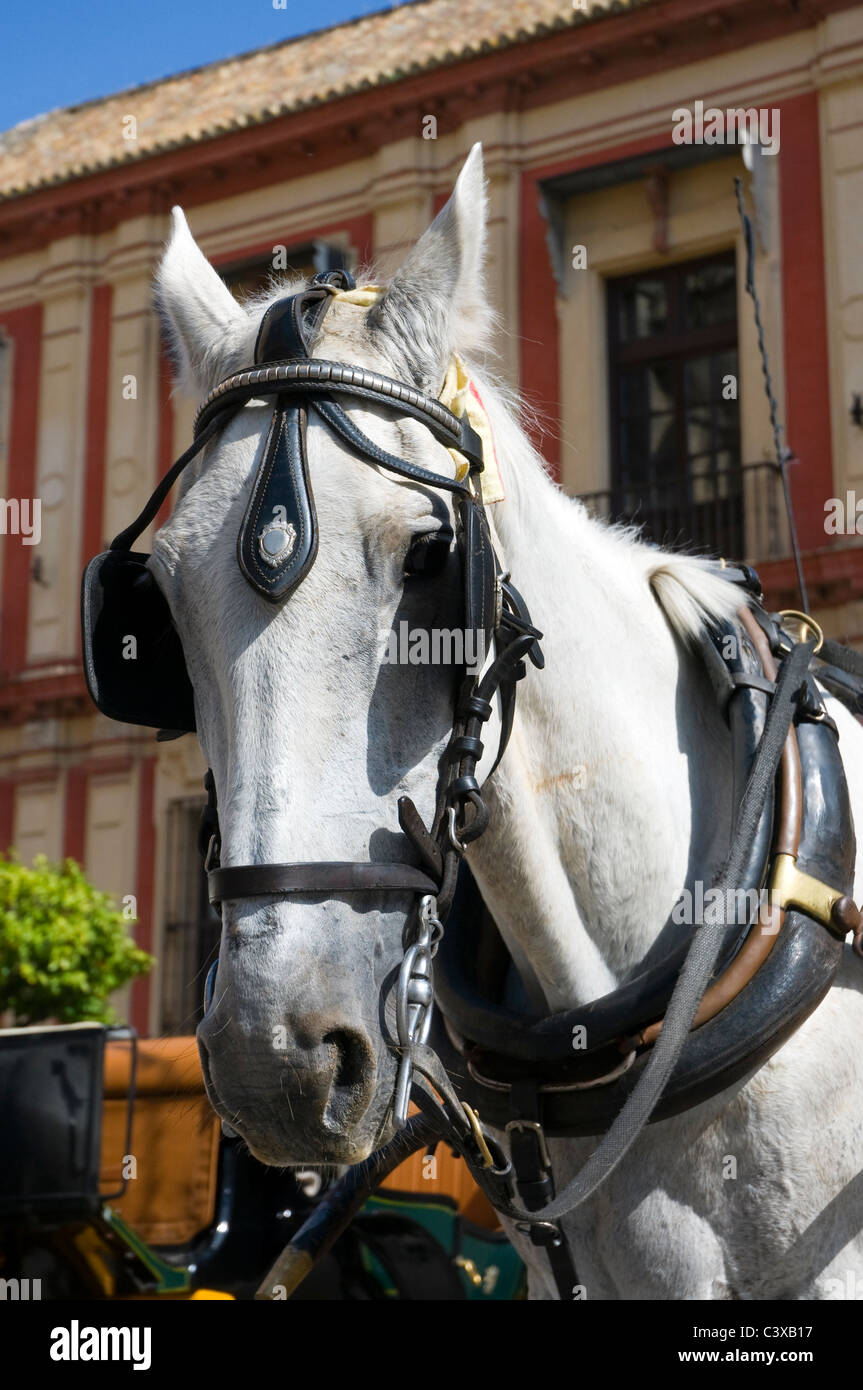 The head of a grey horse waiting in the midday sun to pull a tourist carriage. Seville, Spain.  Ears pricked up. Stock Photo