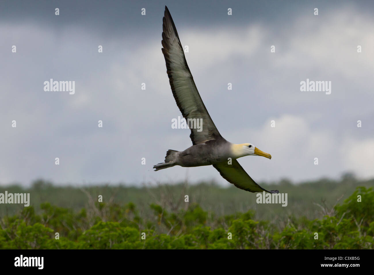 Galapagos waved albatross hi-res stock photography and images - Alamy