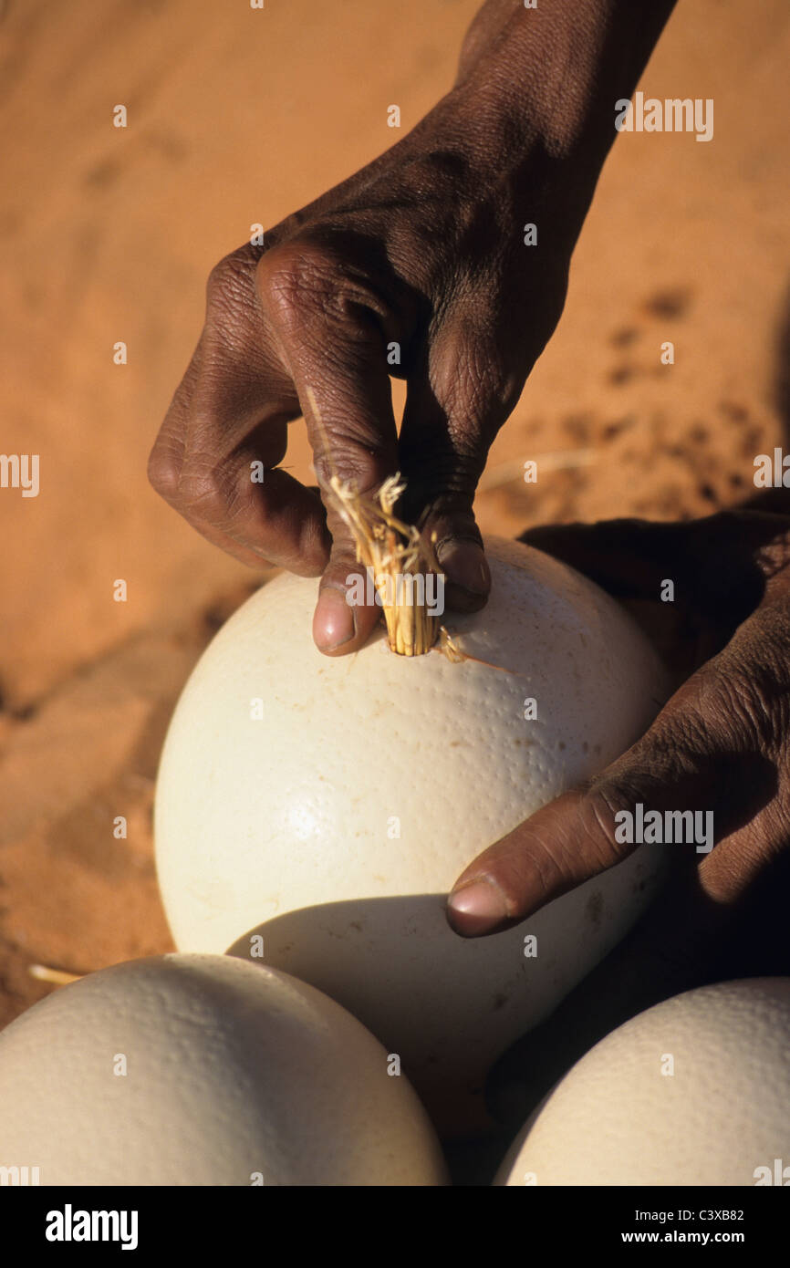 Namibia. Kalahari desert near Keetmanshoop. Bushman using ostrich egg as waterbottle. Stock Photo