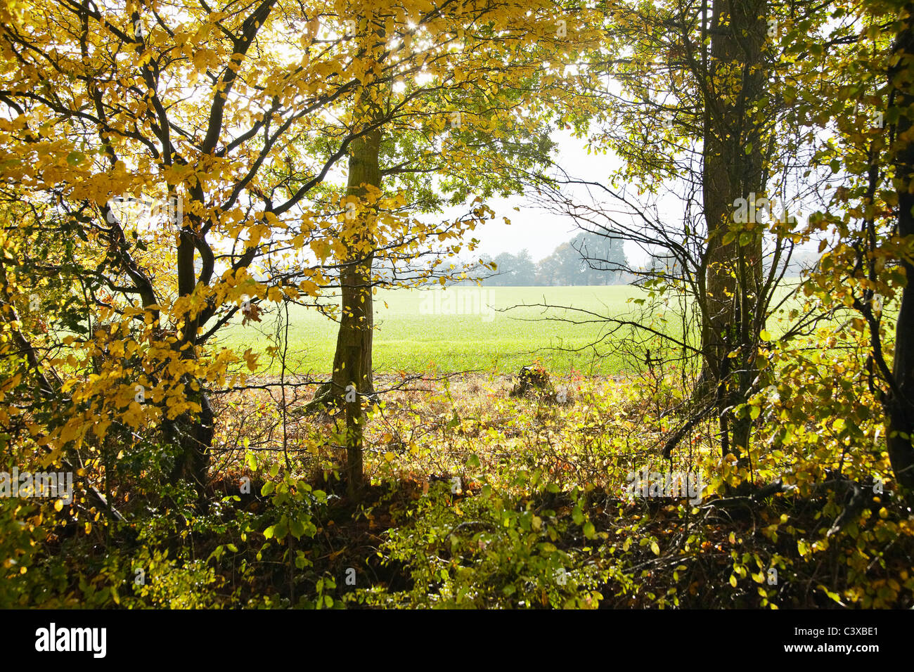 Landscape autumn trees fields hi-res stock photography and images - Alamy