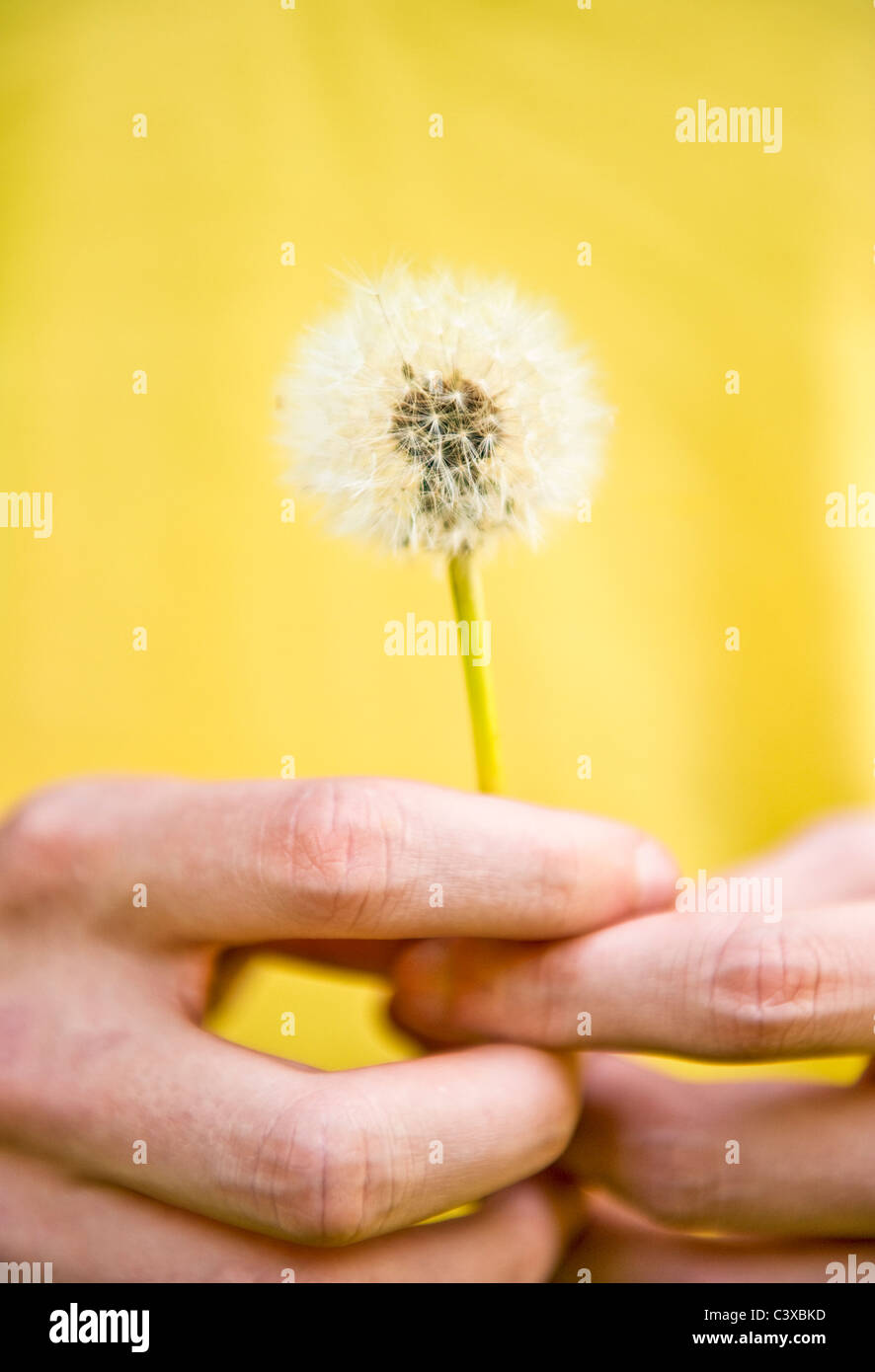 Close-up of hands holding dandelion (Taraxacum) Stock Photo