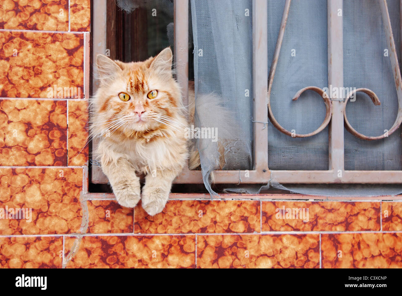 Cat looking out of window Stock Photo