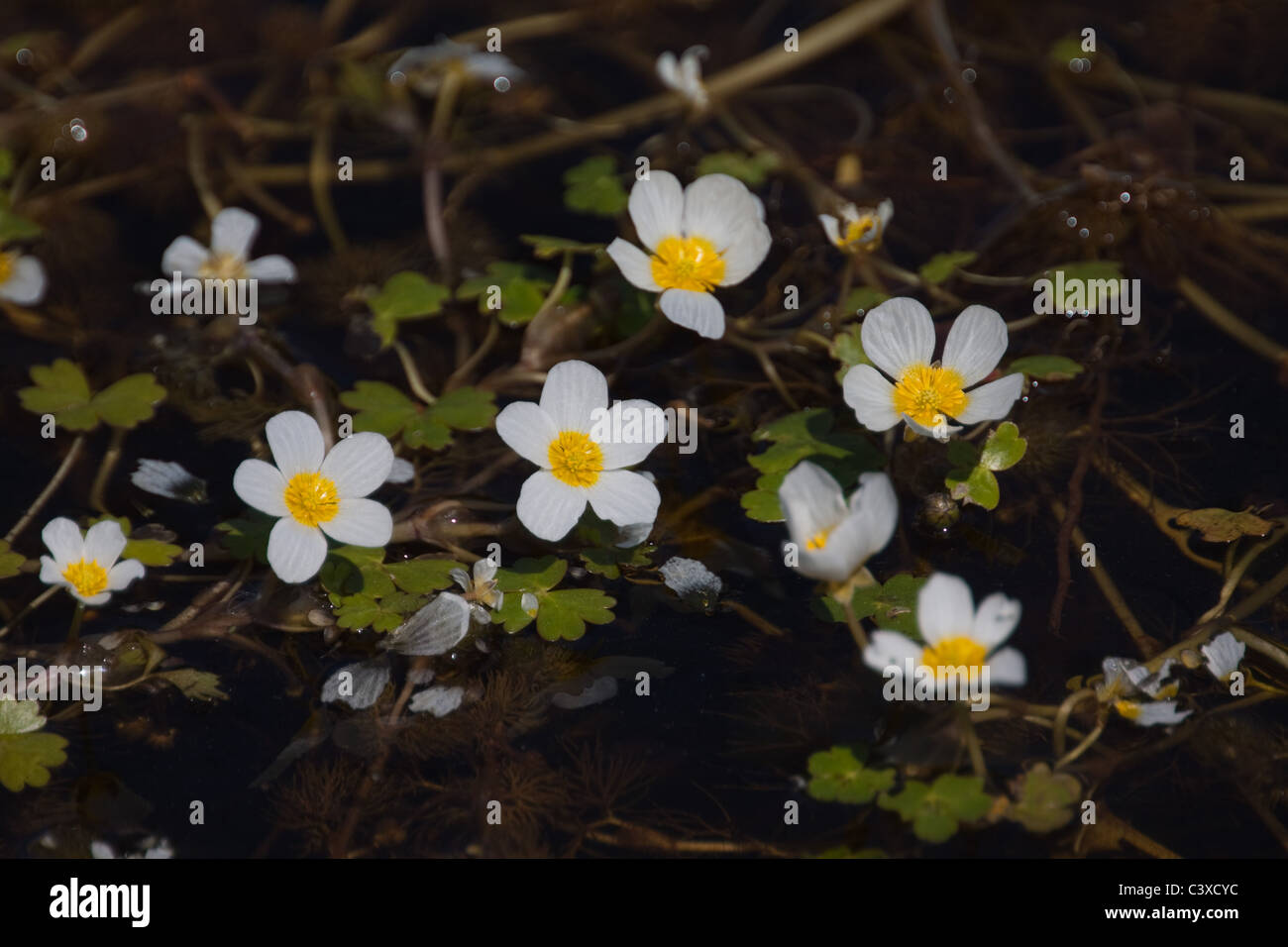 Water crowfoot, wild water and bog plant Stock Photo