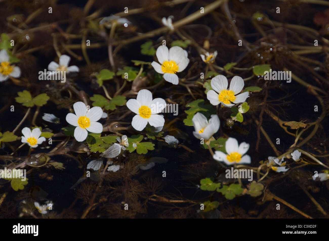 Water crowfoot, wild water and bog plant Stock Photo