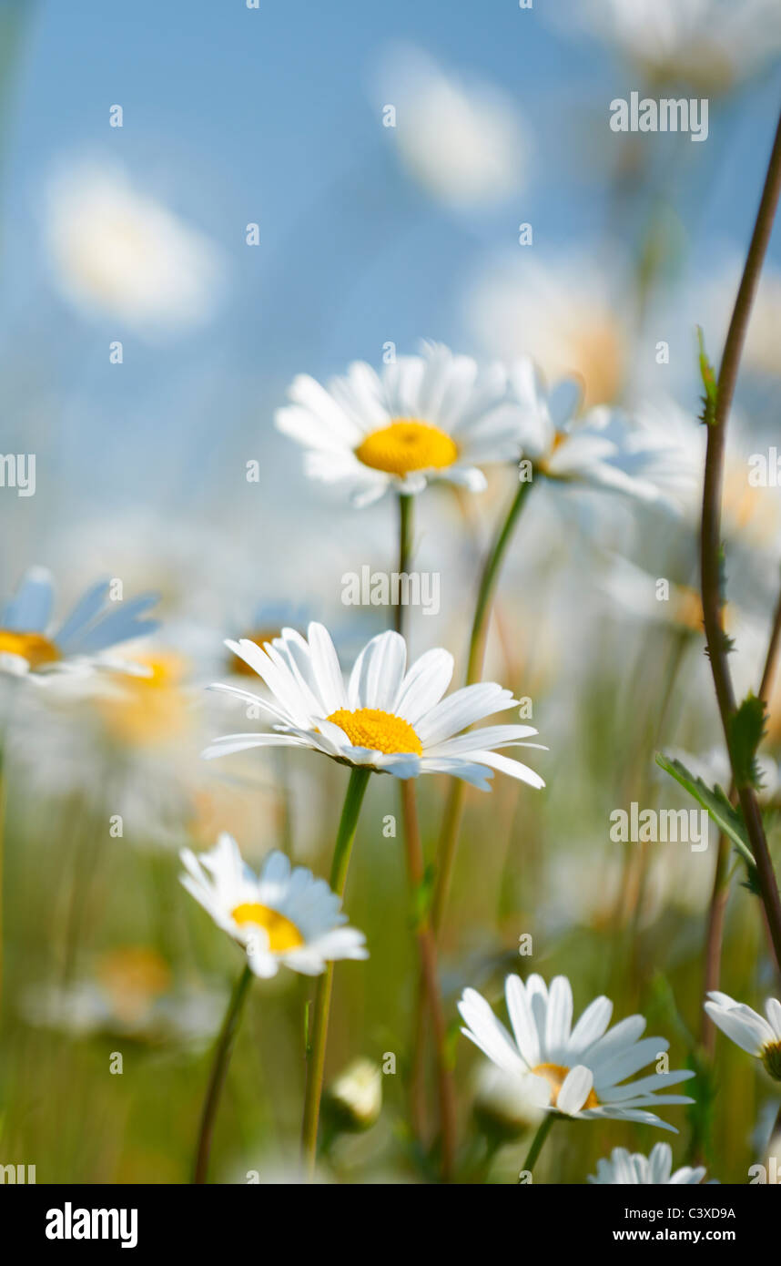 Close-up view of daisies in field in full bloom Stock Photo