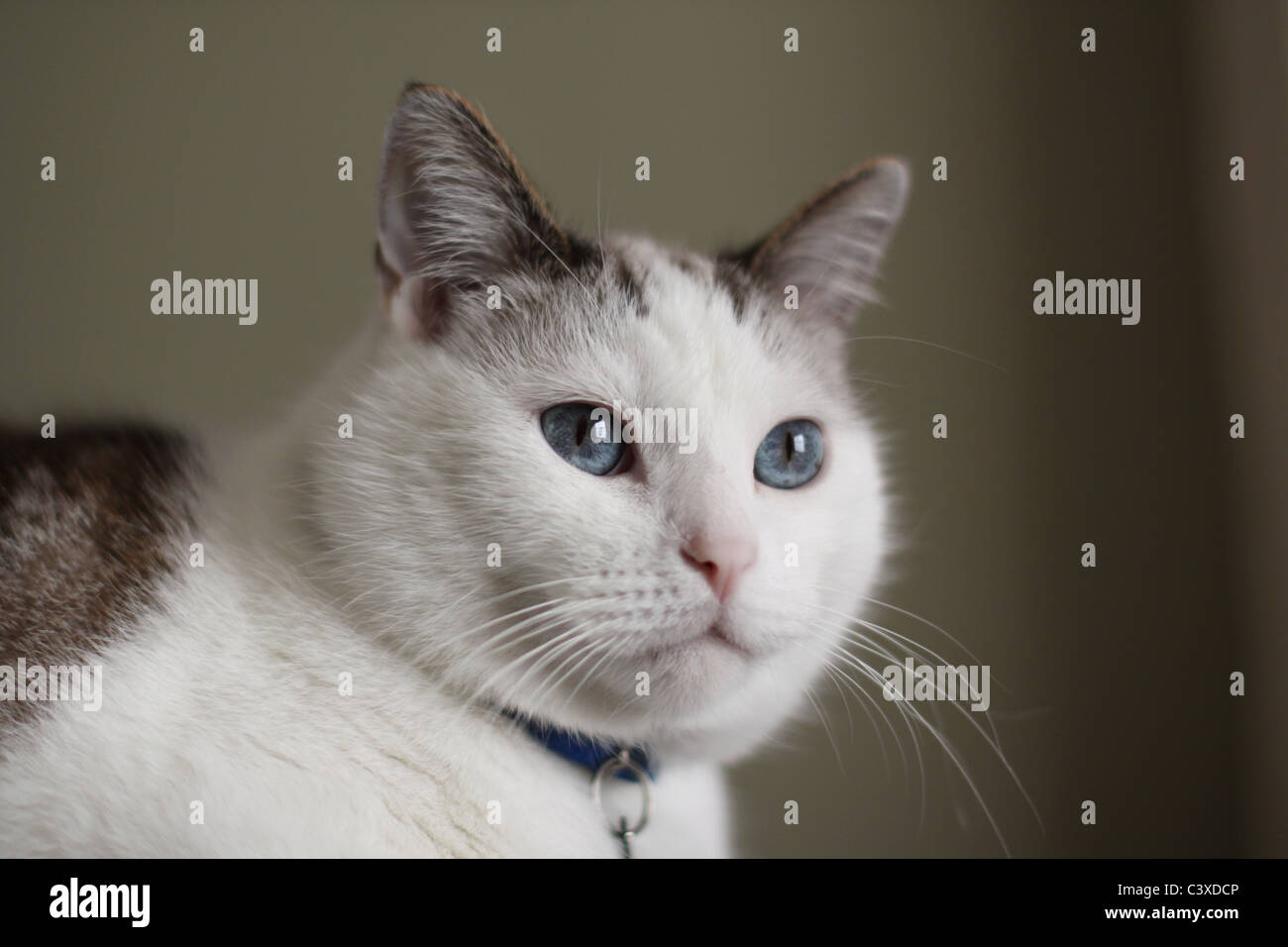 A close up of a pretty white cat with big blue eyes Stock Photo - Alamy