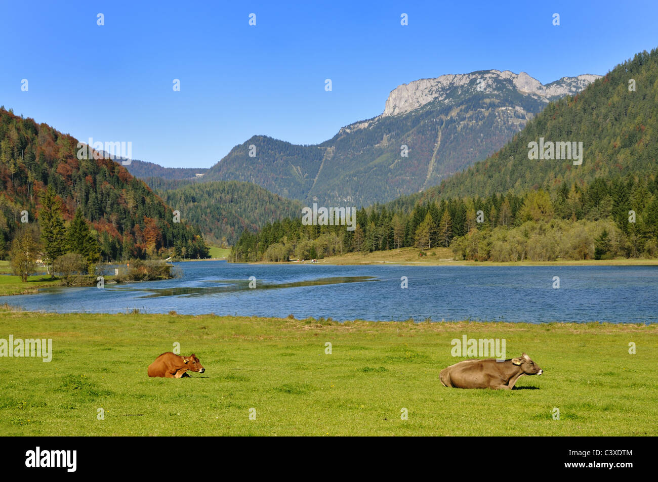 Cows in Tirol Stock Photo - Alamy