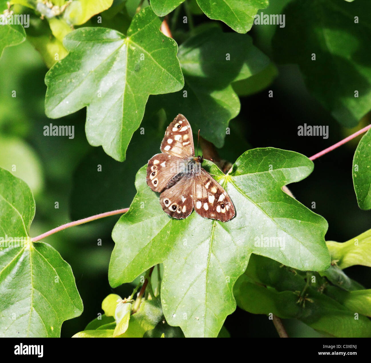 Speckled wood - Pararge aegeria butterfly Stock Photo