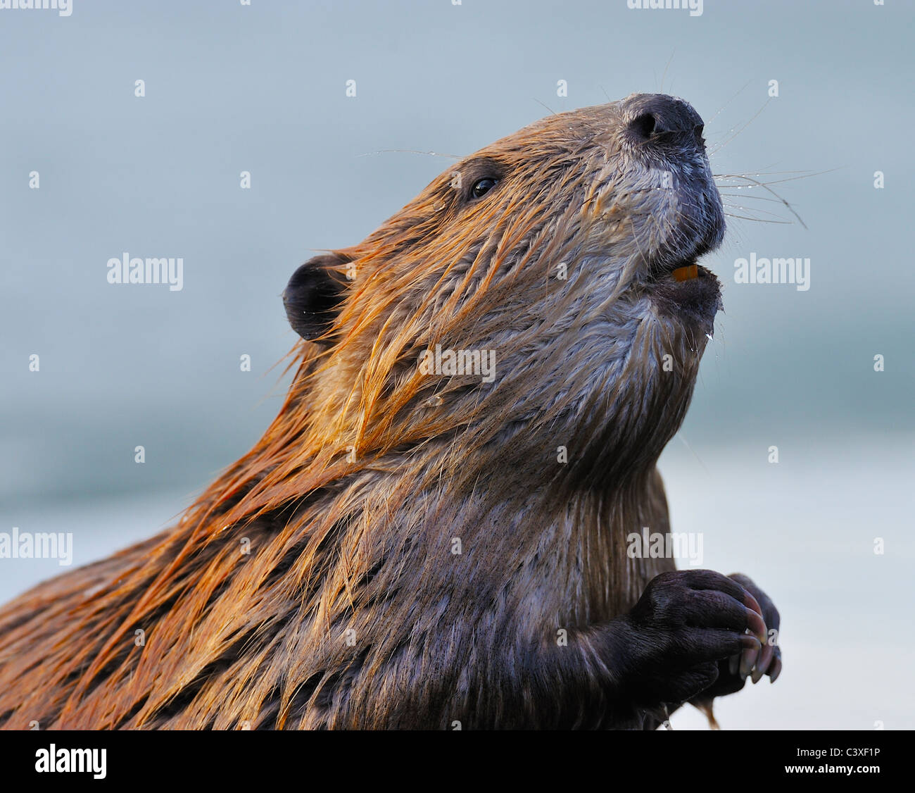 Beaver Standing In Water High Resolution Stock Photography and Images
