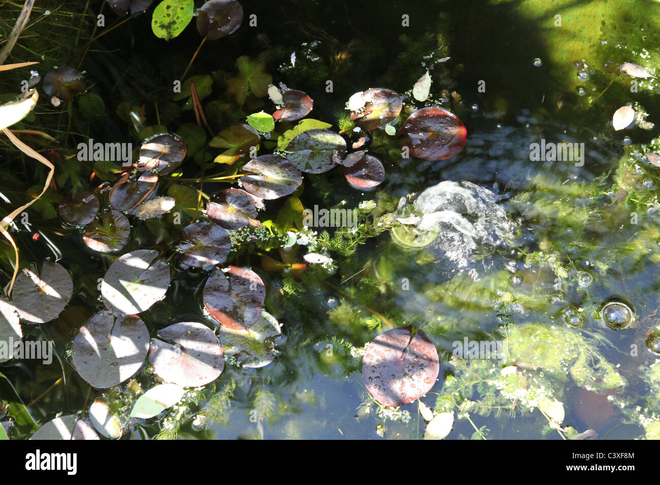 Garden pond creatures hires stock photography and images Alamy