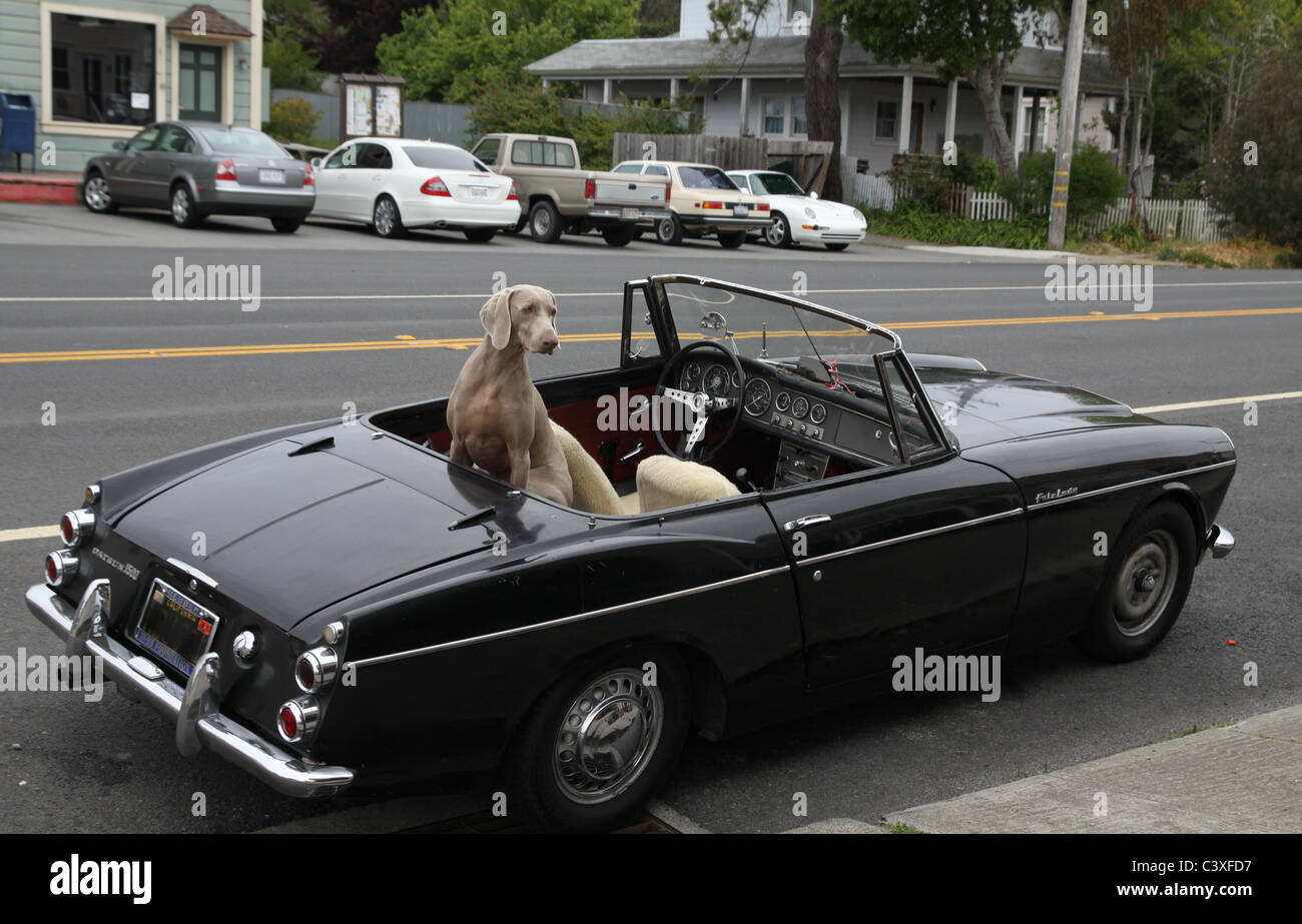 A big dog in a small convertible Stock Photo Alamy