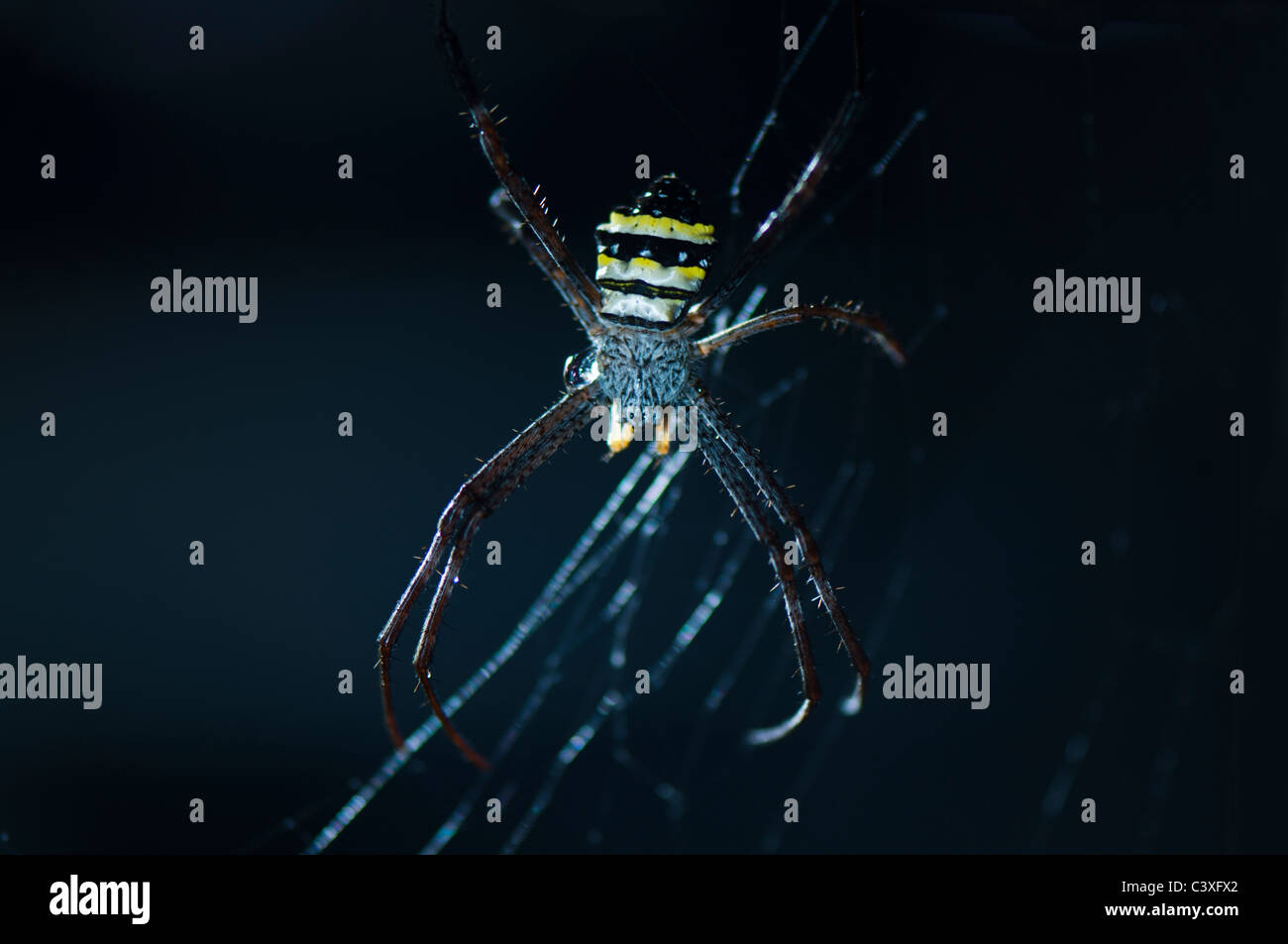 orb weaver spider Stock Photo