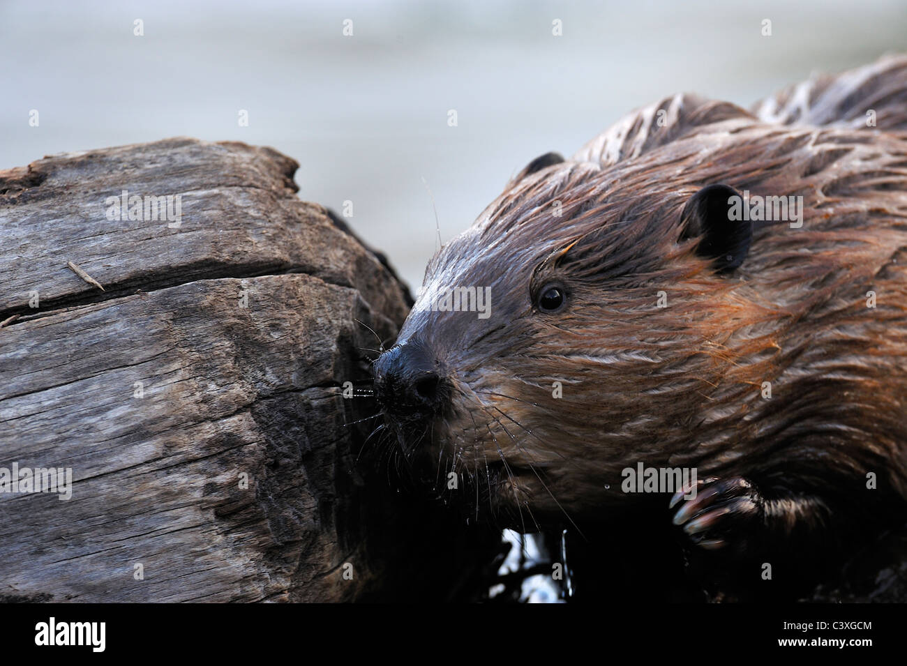 A close up side view of an adult beaver smelling an old log on a well traveled beaver trail. Stock Photo