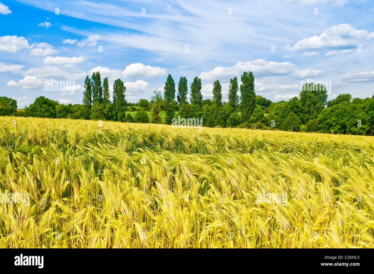 Field of barley in French countryside - Indre-et-Loire, France Stock