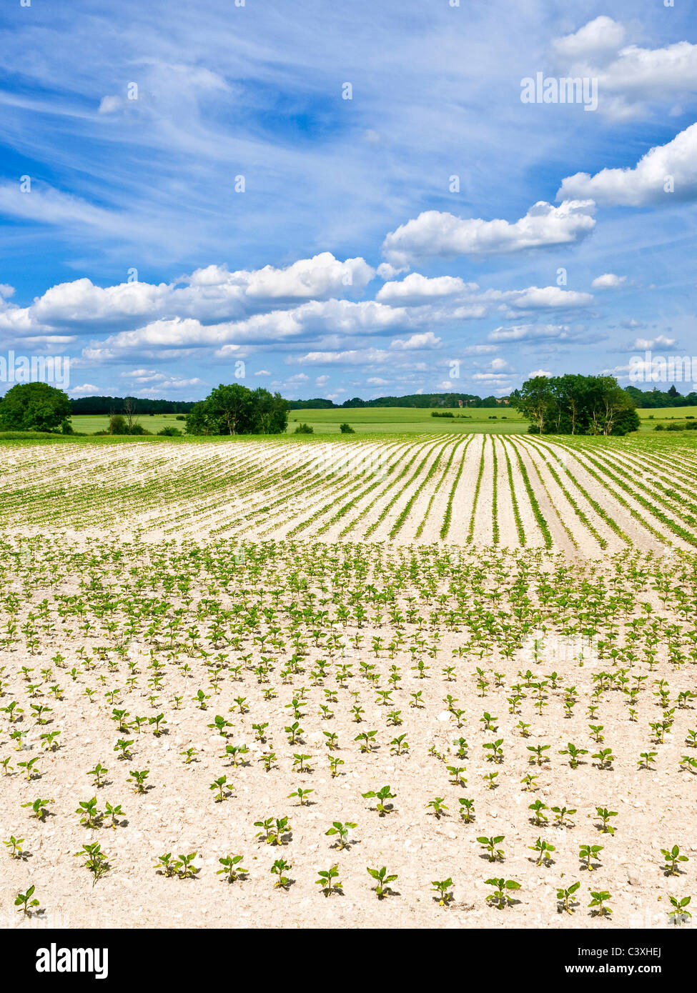 Parched field of small Sunflower shoots - Indre-et-Loire, France. Stock Photo