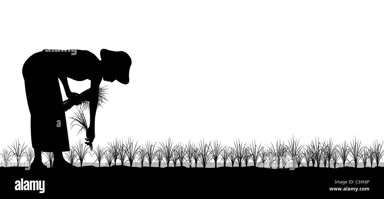 Illustrated silhouette of an Asian woman planting rice seedlings in a paddy field Stock Photo