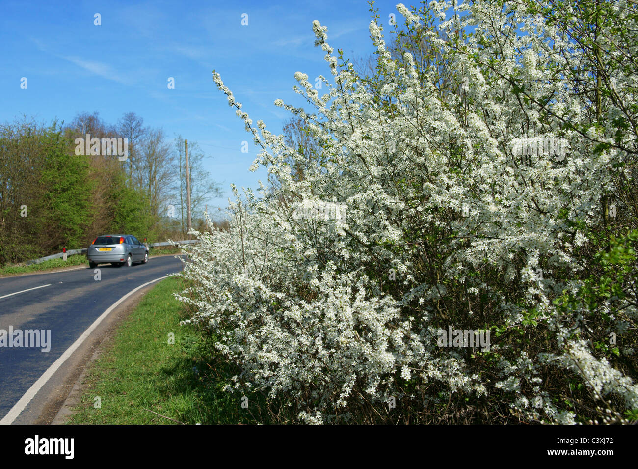 May blossom hires stock photography and images Alamy