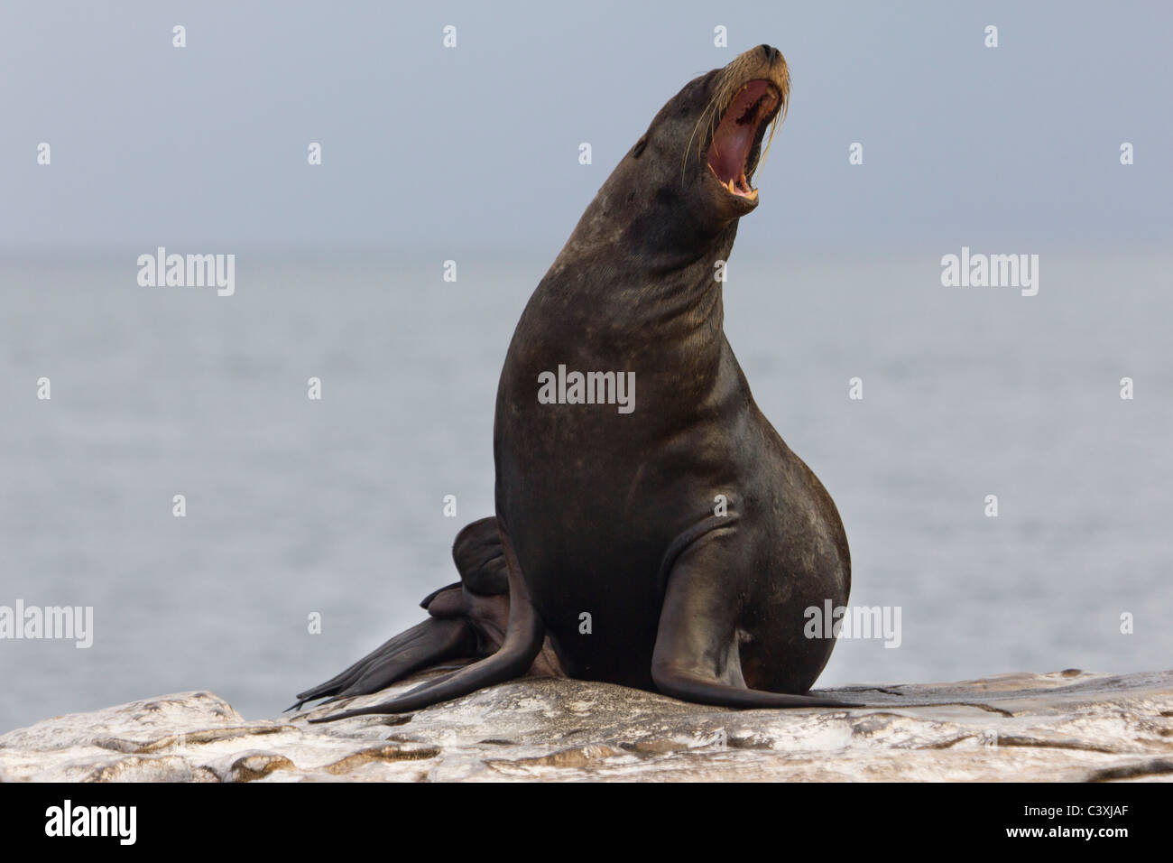sea lion, Santa Cruz Island, Galapagos Islands, Ecuador Stock Photo