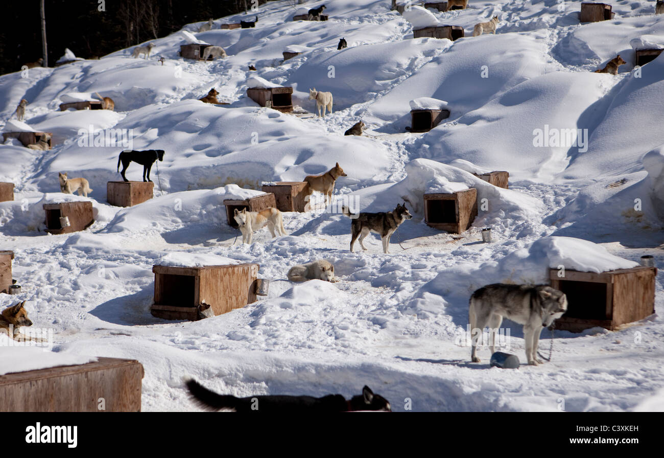 Sled 2025 dog houses
