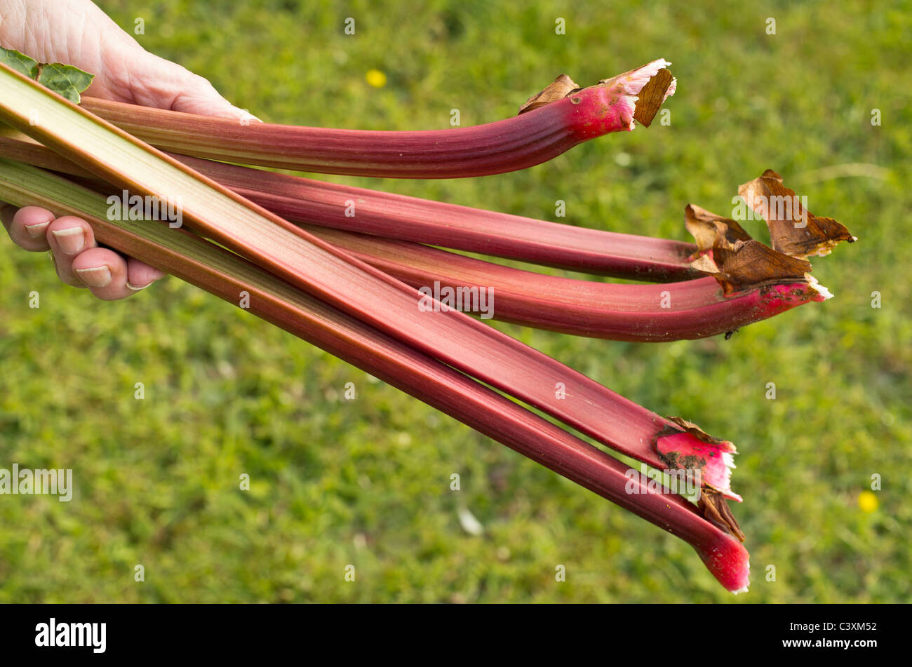 Freshly plucked Rhubarb 'Raspberry Red' in May Stock Photo