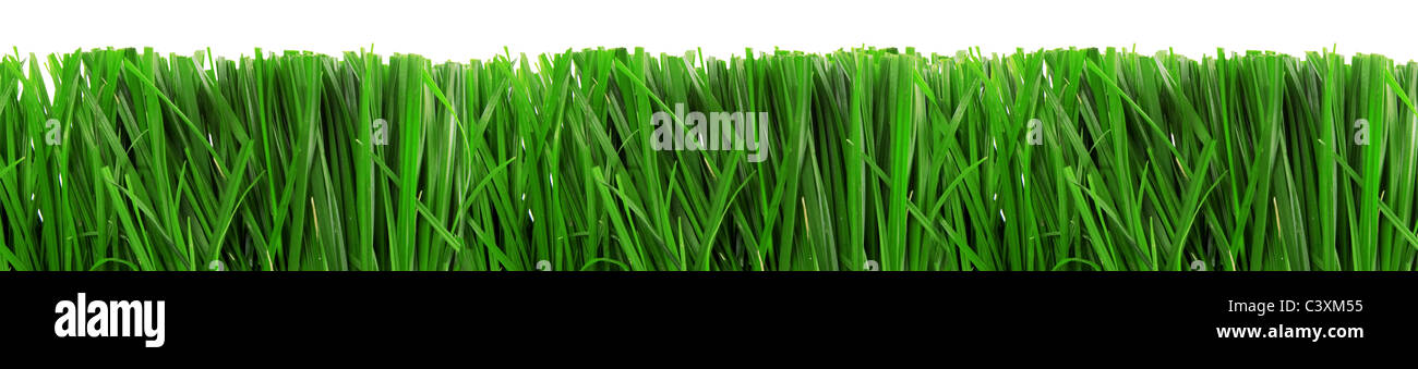 fresh spring green grass isolated on white background Stock Photo - Alamy