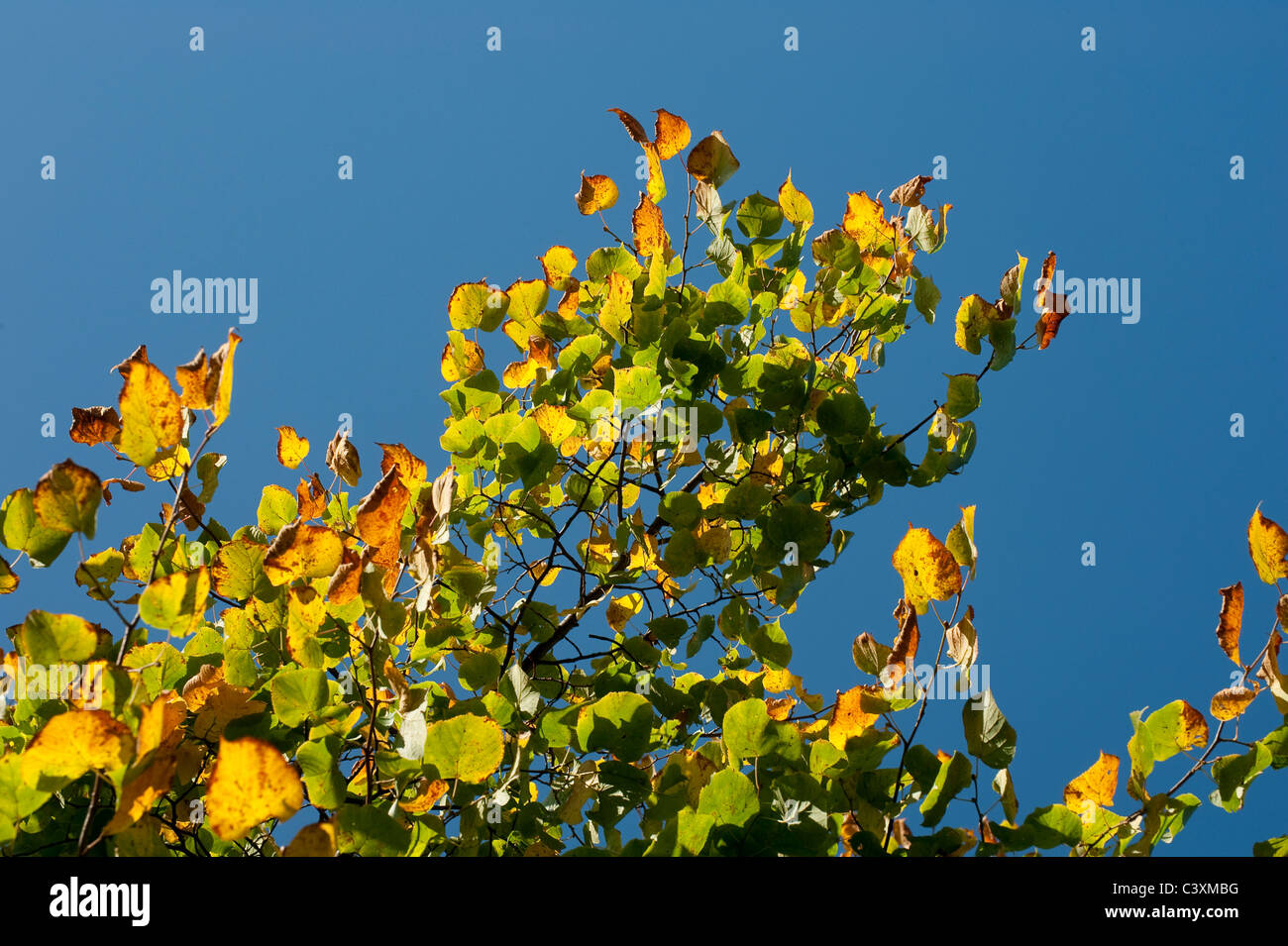 Golden autumn leaves against a blue sky hi-res stock photography and ...