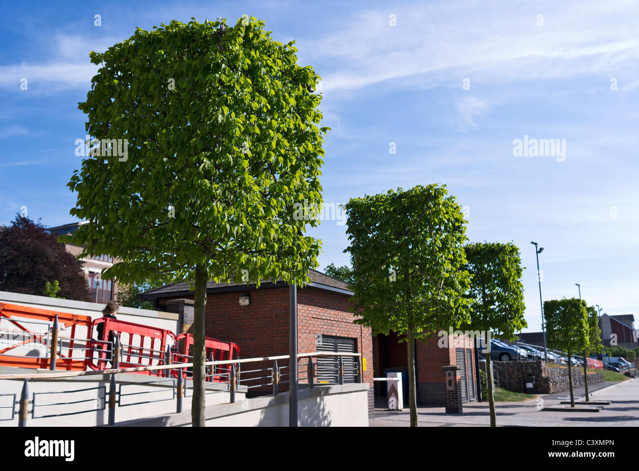 Ornamental shaped trees trained in geometric shapes in Gloucester Docks England UK Stock Photo