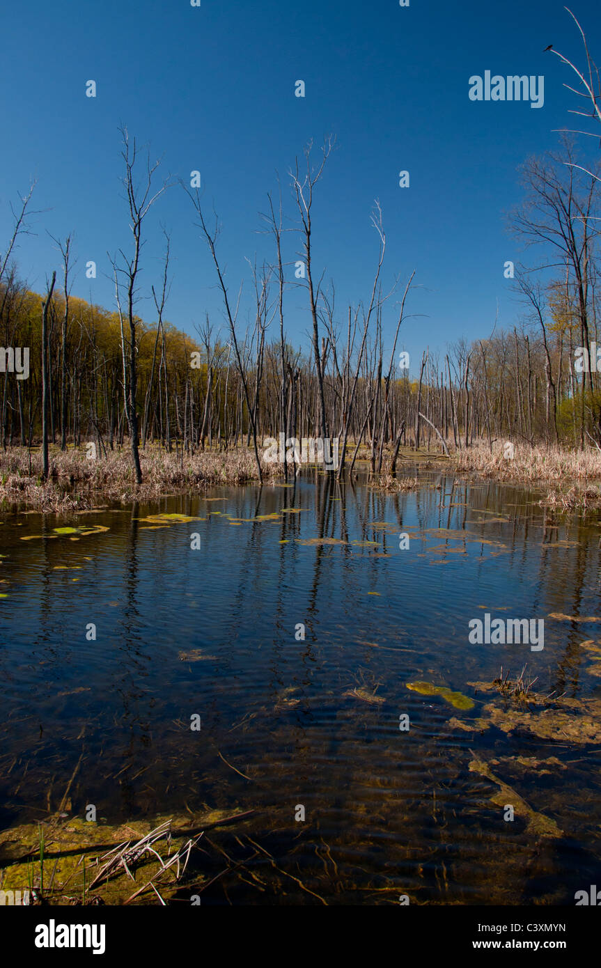 Ile bizard hi-res stock photography and images - Alamy
